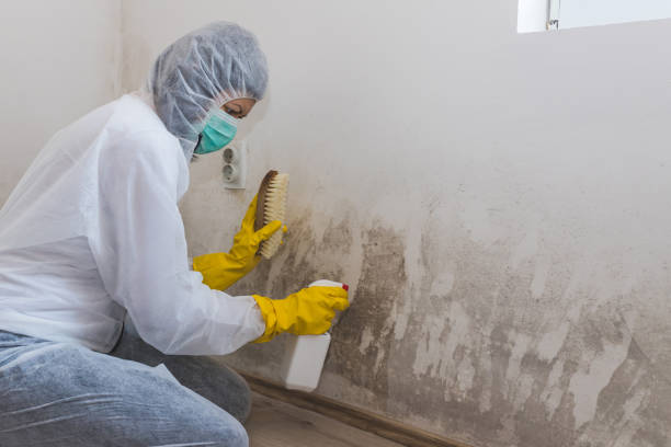 Why You Should Choose Our Mold Remediation Services in Mineola, NY